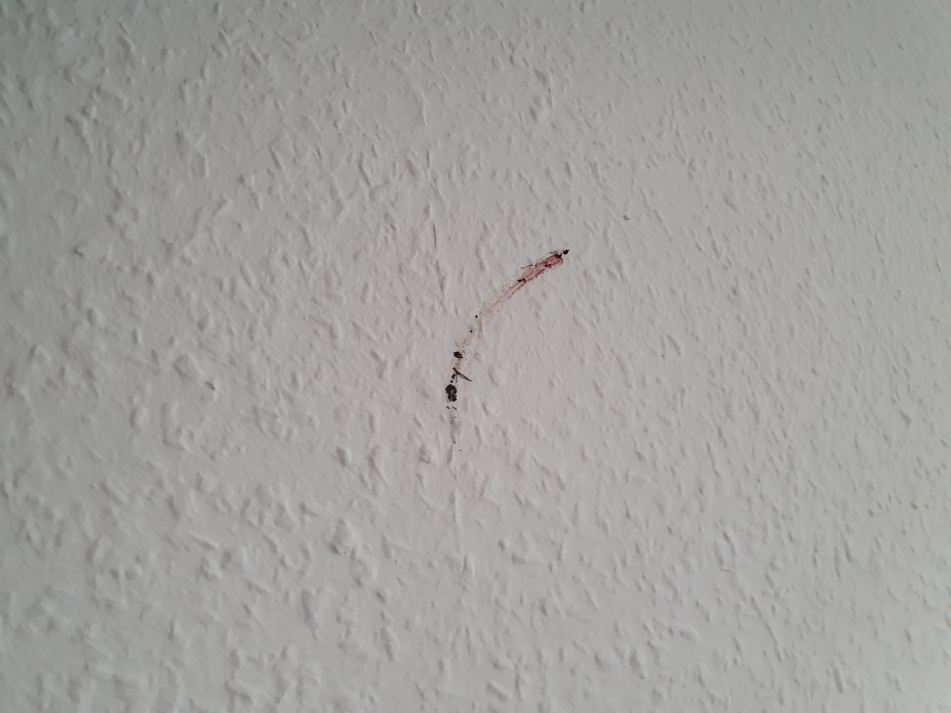 The colorful remains of a fly on a white wall